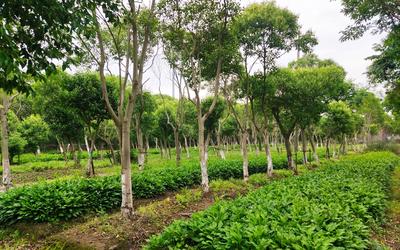市林业总站赴奉贤区调研指导2023年林下种植试验工作