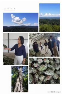 孙小玲亲赴伊春林业基地，探索食品源头安全的绿色未来