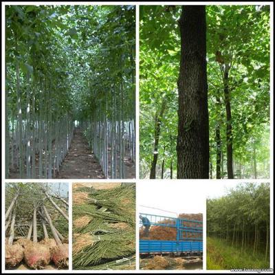 【图】- 白腊、白蜡苗、速生白腊、速生白蜡苗 - 保定清苑农林牧副渔 - 百姓网